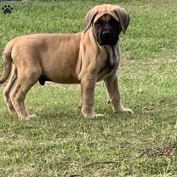 Apollo, English Mastiff Puppy